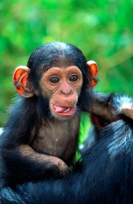 A baby chimpanzee