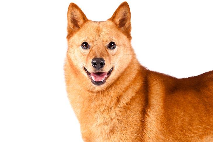 Finnish Spitz