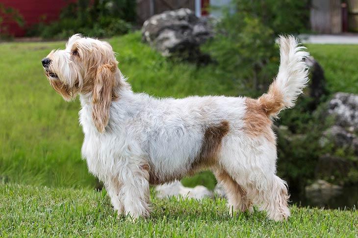 GBGV Grand Basset Griffon Vendeen