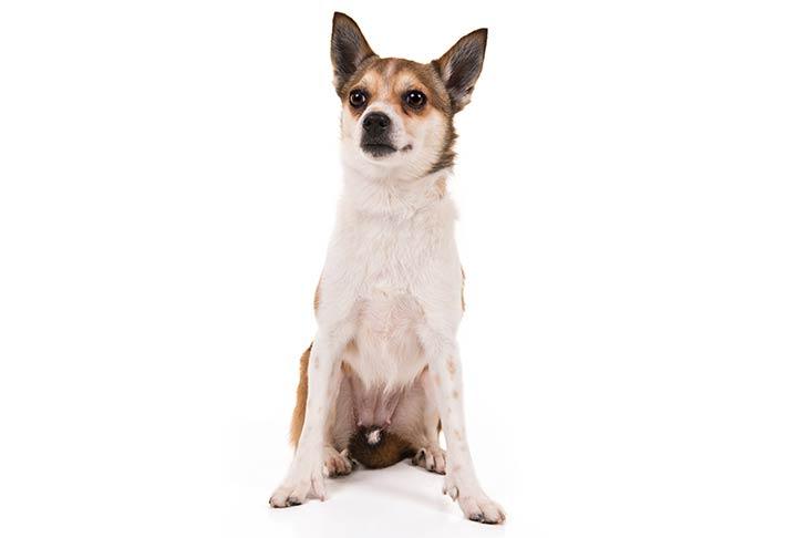 Norwegian Lundehund - When it comes to unpopular, this little guy ranks number one on our list of least popular dog breeds