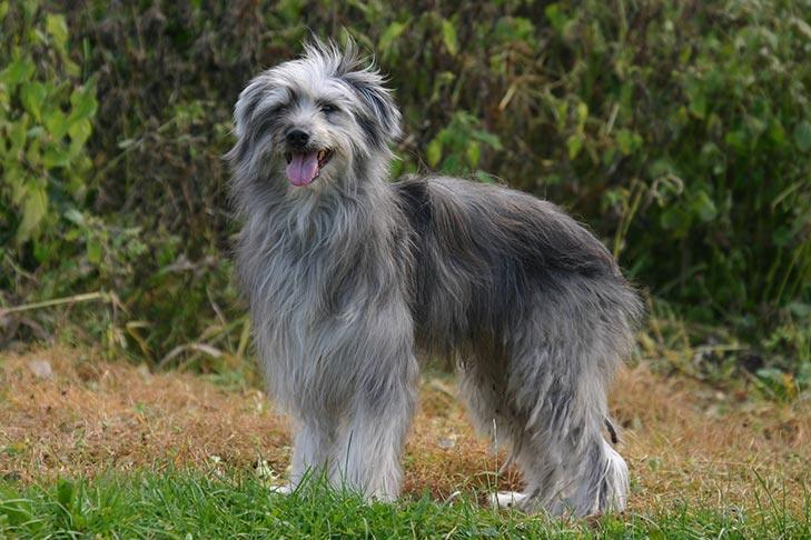 Pyrenean Shepherd