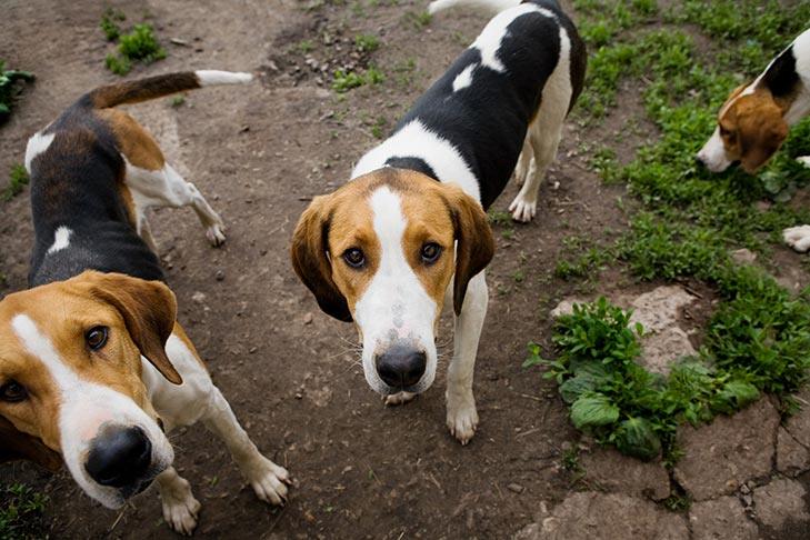 American Foxhound